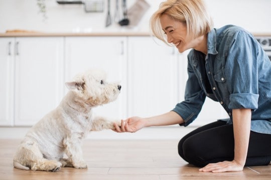 犬の『しつけが下手な人』がやりがちな絶対NG行為5選 信頼関係が崩壊する飼い主の行動まで