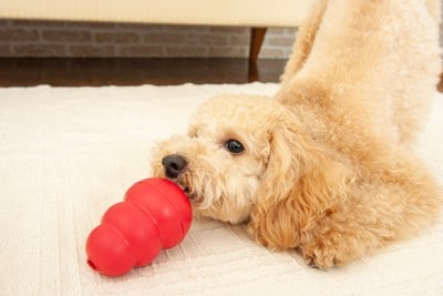 知育玩具で遊ぶ犬