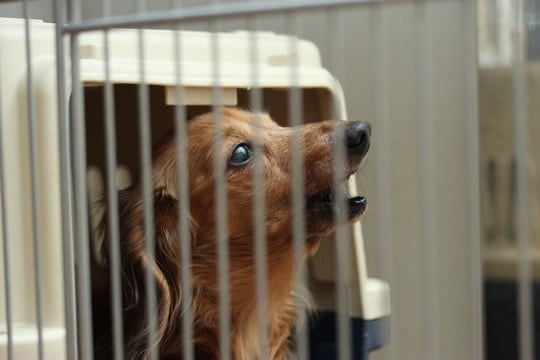 犬が飼い主の外出前に『吠えてくる』心理4選　やめさせるために今日からできるしつけ方法とは？