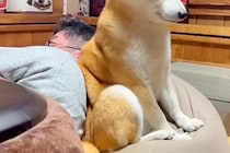 睡魔と戦いながら『夜更かしをするパパ』に付き合う犬→とんでもなく尊い『必死に起きようとする表情』が54万再生「なんて健気」「愛おしい」