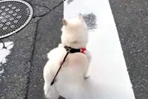 小型犬には強気な犬→遠くに『大型犬』を見つけた瞬間…判断が早すぎる『まさかの態度の差』が16万再生「分かりやすｗｗ」「一目散すぎて草」