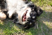 犬が『散歩中に寝転ぶ』理由3つ　地面の上でゴロゴロと寝転がるワケや対処法までご紹介