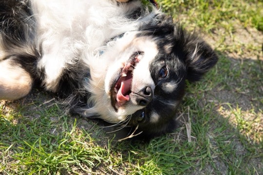 犬が『散歩中に寝転ぶ』理由3つ　地面の上でゴロゴロと寝転がるワケや対処法までご紹介