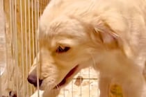 同居犬に怒られた子犬→『しょんぼりしてるかな』と思ったら…まさかの『とんでもない仕返し』が381万再生「頭良すぎる」「ぶっ壊れるどｗ」