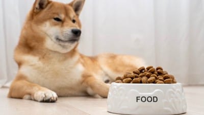 ご飯を食べない柴犬