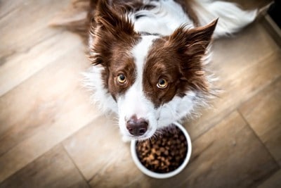 ご飯の前で飼い主を見上げる犬