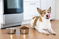 犬が『このご飯嫌い』と言っている仕草や行動５選　愛犬が偏食になってしまう原因とは？