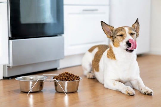犬が『このご飯嫌い』と言っている仕草や行動５選　愛犬が偏食になってしまう原因とは？