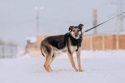 しっぽを下げて立ち止まる茶黒の犬