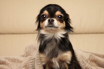 犬が『警戒』しているサイン4つ　恐怖や緊張しているときにやってはいけないタブー行為まで