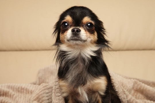 犬が『警戒』しているサイン4つ　恐怖や緊張しているときにやってはいけないタブー行為まで