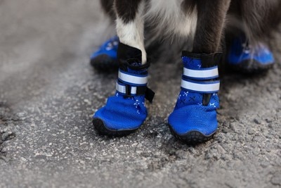 犬の手足、青い靴