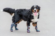 犬に『靴』を履かせるべきタイミング3つ　嫌がってしまう場合の対処法とは？
