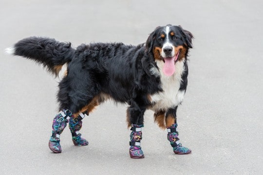 犬に『靴』を履かせるべきタイミング3つ　嫌がってしまう場合の対処法とは？