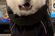 『カッパ着てお散歩やで』と秋田犬に伝えた結果→想像以上に嫌なようで…まさかの表情に爆笑続々「はあ？って顔ｗｗ」「めっちゃ物言いたげで草」