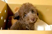 親が3キロ程度の子犬を飼った結果→『同じくらいに育つかな』と思っていたら…想定外だった『成長』に反響「どう育っても可愛い」「元気でよし」