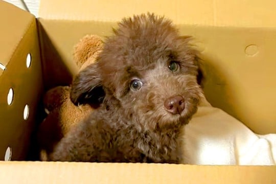 親が3キロ程度の子犬を飼った結果→『同じくらいに育つかな』と思っていたら…想定外だった『成長』に反響「どう育っても可愛い」「元気でよし」