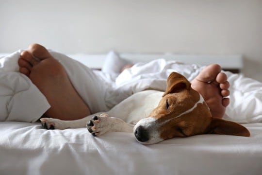 犬と一緒に寝ると運気が下がる?風水的に良くないといわれている理由まで解説