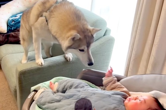 赤ちゃんが好き過ぎて、どうしてもお世話したい大型犬→柵を設けても…母性が爆発している光景が20万再生「ずっと追いかけてるw」「たまらん」