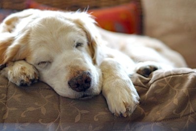 お昼寝中の老犬のゴールデンレトリバー