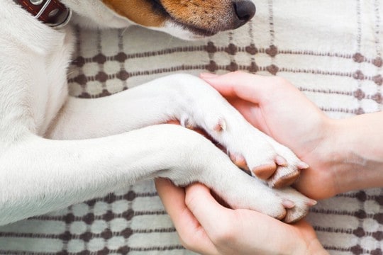 犬が亡くなる前『飼い主にできること』4選 穏やかな最期を過ごすための事前準備まで