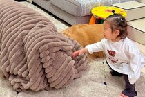 片付けをしない1歳の女の子→『片付けおばけ』が現れ、大型犬を吸い込んでしまい…愛おしい『反応』が14万再生「最高の家族」「影響すごいｗ」