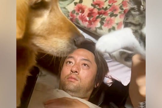 パパの上でじゃれあう『子猫と大型犬』→ガン見していたら、ワンコが…予想外だった展開が41万再生「おもろすぎww」「みんな可愛い」と爆笑