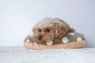 目をそらす犬