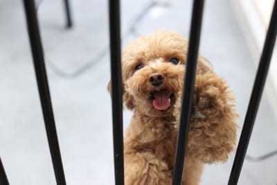 柵の向こうからアピールする犬