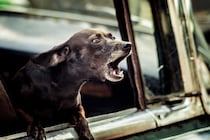 犬が『吠え続ける』4つの理由　静かにさせる方法はあるの？NG対応まで解説