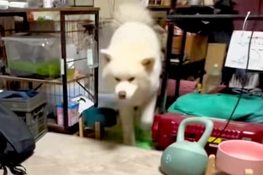 トイレができた秋田犬を『スゴイ!』とみんなで褒めちぎった結果→思わず吹く『シュール過ぎる光景』が132万再生「ゴールパフォーマンスで草」