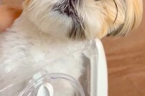 注射のため動物病院に来た犬→『他の犬の悲鳴』が聞こえてくると…この世の終わりのような『絶望顔』に爆笑「わかりやすｗ」「ブルブルすごいｗ」