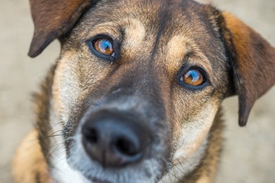 折れ耳、茶の犬の顔アップ