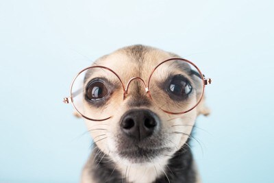 めがねをかけた犬