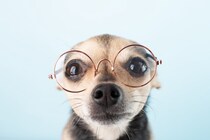 犬の『視力』はどのくらい？人間とは異なるモノの見え方とは？