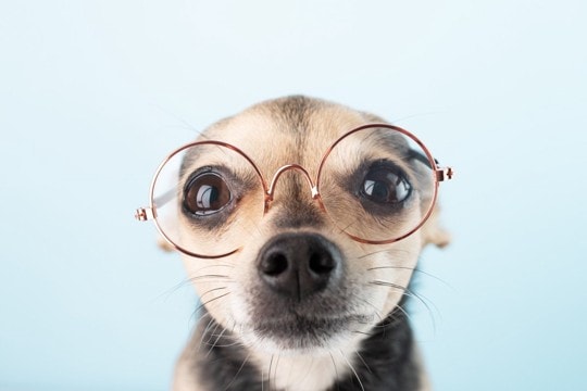 犬の『視力』はどのくらい?人間とは異なるモノの見え方とは?
