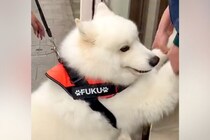 注射を怖がる大型犬→3人がかりで病院へ連れて行った結果、へっぴり腰になり…まさかの『歩き方』が48万再生「吹いたｗｗ」「愛おしすぎる」