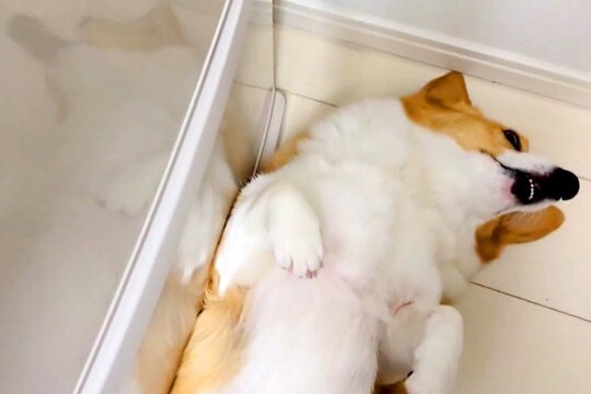 冷蔵庫の前で転がる犬→開けられないので、仕方なく…可愛すぎる『冷蔵庫を開けるための方法』が154万表示「素敵w」「元の位置に戻すの草」