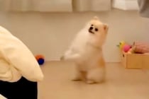 犬が一生懸命『お願いのポーズ』をするので、何かと思って近づいたら…『まさかの光景』が84万再生「懐かしいｗｗ」「うちにあるからあげたい」