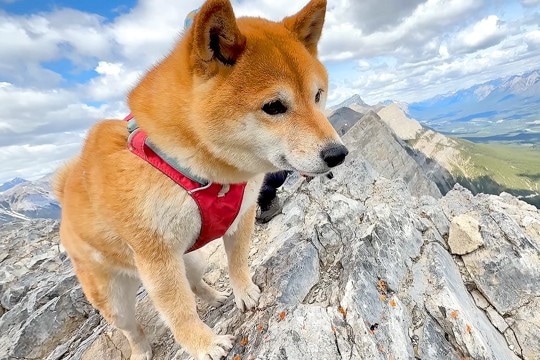 山登りを『2匹の柴犬』と一緒にした結果→頂上に立った瞬間…『本能が目覚めてしまう光景』が21万再生「狩りの目してる」「体力が凄い」と称賛