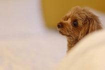犬が寝る前に『グルグル回る』のはなぜ？3つの理由や注意すべき状態まで解説