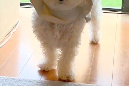 『どうしてそうなった』窓際で困った顔をする犬→様子を見てみると、カーテンが…まさかの『完全に詰んだ光景』に爆笑「天才ｗｗ」「最高すぎる」