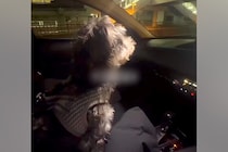 車で『お仕事帰りのママ』をお迎えにきた犬→見つけた瞬間、愛が爆発して…あまりにも尊い『おかえりの歓迎』に反響「疲れ吹っ飛ぶ」「可愛すぎ」