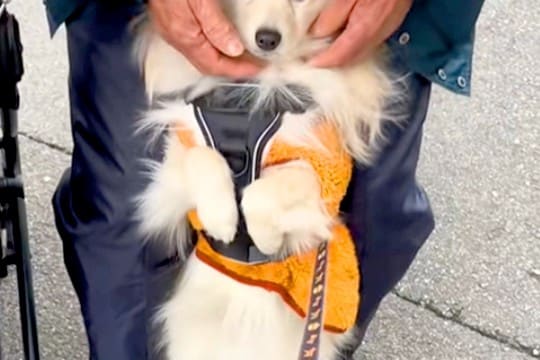 90歳のおじいちゃんのことが大好きな犬→お散歩に行きたいのに、離れようとせず…『駄々をこねてしまう光景』に反響「すまし顔ｗｗ」「可愛い」