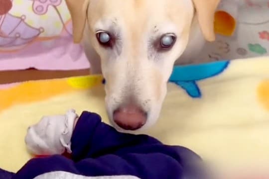 赤ちゃんの泣き声を聞いた『目が見えない大型犬』→一生懸命に心配して…あまりにも尊い光景が17万再生「優しい顔で泣く」「なんて愛情深い…」