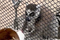 動物園で手を伸ばしてきた猿→大型犬が『撫でてもらえる！』と思ってしまい…可愛すぎる『勘違い』に1万いいね「耳がｗｗ」「仲良くなれそう」