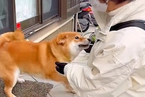 家に『新聞屋さん』が来たら、部屋の中にいた犬が…いつまでも続いてほしい『相思相愛なやり取り』が25万再生「大好き溢れてる」「癒された」