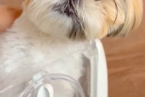 注射のため動物病院に来た犬→『他の犬の悲鳴』が聞こえてくると…この世の終わりのような『絶望顔』に爆笑「わかりやすｗ」「ブルブルすごいｗ」