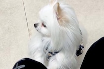 『もしかして注射ですか…？』動物病院の待合室で『他の犬の悲鳴』が聞こえた結果→子どものような『怖がり方』に4万いいね「焦ってて可愛いｗ」