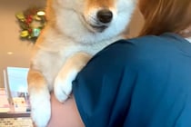 『病院なんて、聞いてない』と文句を言いまくる犬→診察台に乗ってからも…大げさすぎる『表情や態度』に反響「わかるんだよね」「我慢して偉い」